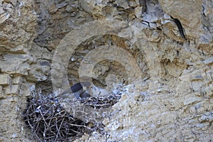 Peregrine Falcon (Falco peregrinus) feeding chicks at nest  Germany, Baden-Wuerttemberg