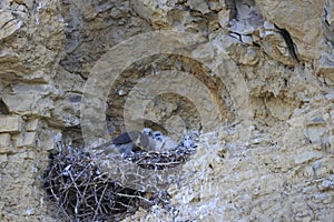 Peregrine Falcon (Falco peregrinus) feeding chicks at nest  Germany, Baden-Wuerttemberg