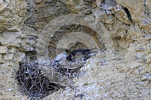 Peregrine Falcon (Falco peregrinus) feeding chicks at nest  Germany, Baden-Wuerttemberg