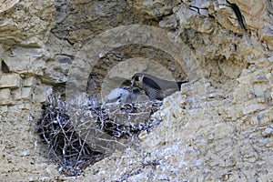 Peregrine Falcon (Falco peregrinus) feeding chicks at nest  Germany, Baden-Wuerttemberg