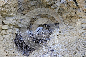 Peregrine Falcon (Falco peregrinus) feeding chicks at nest  Germany, Baden-Wuerttemberg