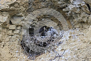 Peregrine Falcon (Falco peregrinus) Female feeding chicks at nest  Germany, Baden-Wuerttemberg