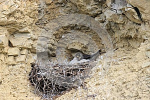 Peregrine Falcon (Falco peregrinus) Female feeding chicks at nest  Germany, Baden-Wuerttemberg