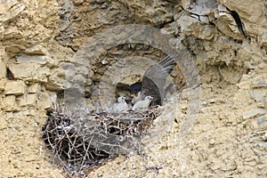 Peregrine Falcon (Falco peregrinus) Female feeding chicks at nest  Germany, Baden-Wuerttemberg