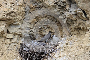 Peregrine Falcon (Falco peregrinus) Female feeding chicks at nest  Germany, Baden-Wuerttemberg