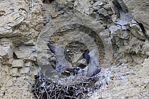 Peregrine Falcon (Falco peregrinus), female and male with prey at the nest  Germany, Baden-Wuerttemberg