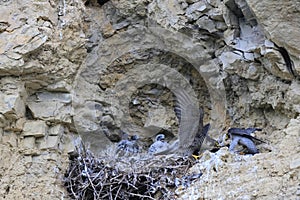 Peregrine Falcon (Falco peregrinus), female and male with prey at the nest  Germany, Baden-Wuerttemberg