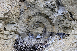 Peregrine Falcon & x28;Falco peregrinus& x29;, female and male with prey at the nest  Germany, Baden-Wuerttemberg