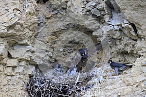 Peregrine Falcon (Falco peregrinus), female and male with prey at the nest  Germany, Baden-Wuerttemberg