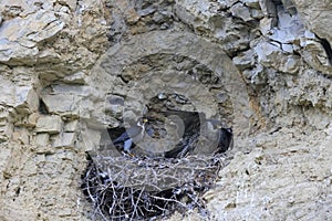 Peregrine Falcon (Falco peregrinus), female and male with prey at the nest  Germany, Baden-Wuerttemberg