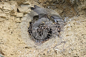 Peregrine Falcon (Falco peregrinus), female and male with prey at the nest  Germany, Baden-Wuerttemberg