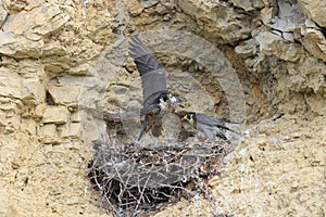 Peregrine Falcon (Falco peregrinus), female and male with prey at the nest  Germany, Baden-Wuerttemberg