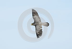 Peregrine Falcon Falco peregrinus in Fight