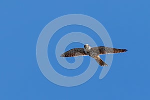Peregrine Falcon Falco peregrinus in flight