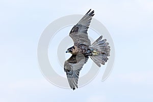 Peregrine Falcon Falco peregrinus flying through the air. Falconry or keeping falcons and racing them in the middle east