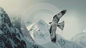 Peregrine Falcon (falco peregrinus) flying. Wildlife scene from the nature