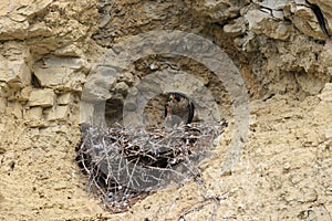 Peregrine Falcon (Falco peregrinus) Germany, Baden-Wuerttemberg