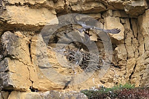 Peregrine Falcon (Falco peregrinus) Germany, Baden-Wuerttemberg