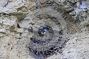 Peregrine Falcon (Falco peregrinus) Germany, Baden-Wuerttemberg