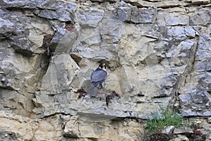 Peregrine Falcon (Falco peregrinus) Germany, Baden-Wuerttemberg