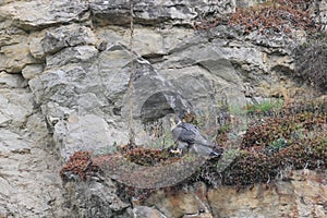 Peregrine Falcon (Falco peregrinus) Germany, Baden-Wuerttemberg