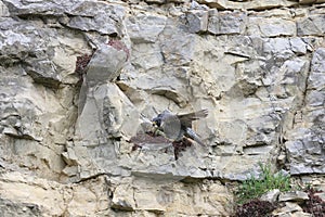 Peregrine Falcon (Falco peregrinus) Germany, Baden-Wuerttemberg