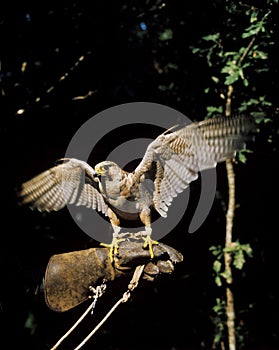 Peregrine Falcon, falco peregrinus, Hawking Bird