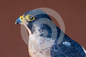 Peregrine Falcon Falco peregrinus head shot very close up. Falconry or keeping falcons and racing them in the middle east