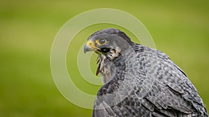 The peregrine falcon Falco peregrinus, historically known as the duck hawk in North America, a bird of prey in the Falconidae