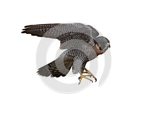 Peregrine Falcon photo