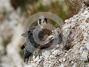 Peregrine falcon Falco peregrinus Juvenile