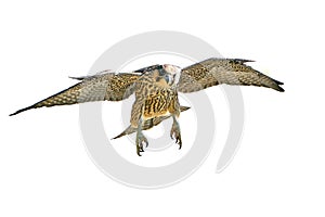 Peregrine falcon Falco peregrinus Juvenile