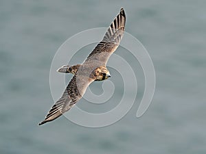 Peregrine falcon Falco peregrinus Juvenile