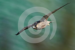 Peregrine falcon Falco peregrinus Juvenile