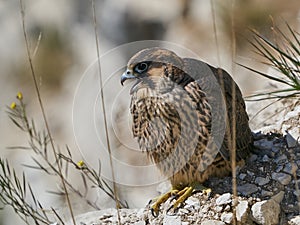 Peregrine falcon Falco peregrinus Juvenile