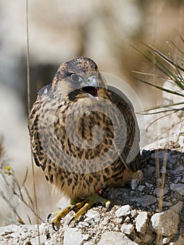 Peregrine falcon Falco peregrinus Juvenile
