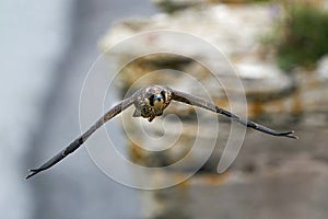 Peregrine falcon Falco peregrinus Juvenile