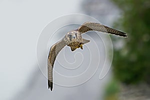 Peregrine falcon Falco peregrinus Juvenile