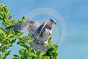 Peregrine falcon Falco peregrinus Juvenile
