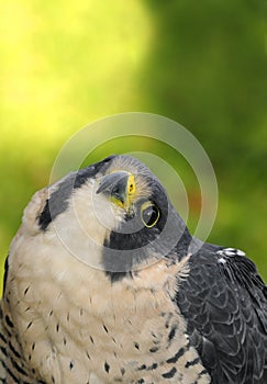 Peregrine Falcon (Falco peregrinus) Looks Up