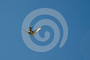 Peregrine falcon photo