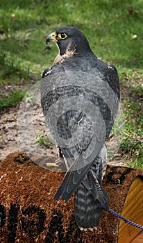 Peregrine Falcon (Falco peregrinus) on Perch