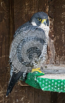 The Peregrine falcon (Falco peregrinus) on perch