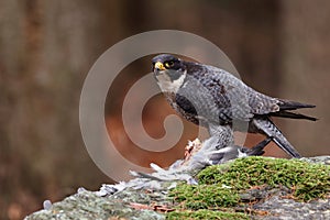 Peregrine falcon, Falco peregrinus, perched on big stone with caught killed pigeon. Bird of prey in orange autumn forest.