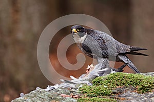 Peregrine falcon, Falco peregrinus, perched on big stone with caught killed pigeon. Bird of prey in orange autumn forest. photo