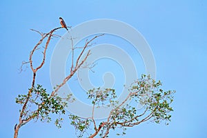 Peregrine falcon, Falco peregrinus, siting on the tree with blue sky, Tarcoles River, Carara National Park, Costa Rica. Bird in th