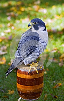 Peregrine Falcon (Falco peregrinus) Sits on Perch