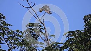 Peregrine Falcon Falco peregrinus Sitting on Tree Branch and Flying Away