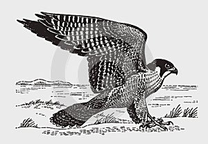 Peregrine falcon falco peregrinus spreading its wings