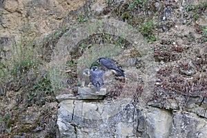 Peregrine Falcon & x28;Falco peregrinus& x29; young falcons  Germany, Baden-Wuerttemberg